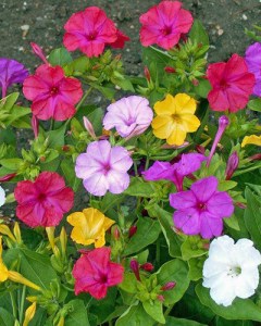Mirabilis Jalapa
